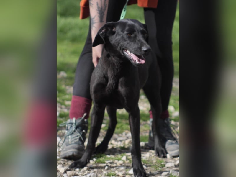 KYRA ca. 1 J. verspielte Vizsla-Labbimix-Mädchen sucht sportl. Familie