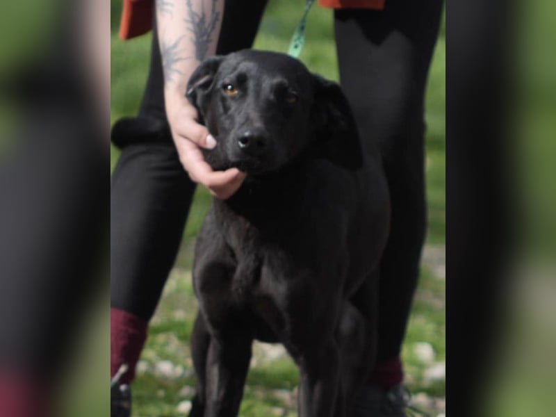 KYRA ca. 1 J. verspielte Vizsla-Labbimix-Mädchen sucht sportl. Familie