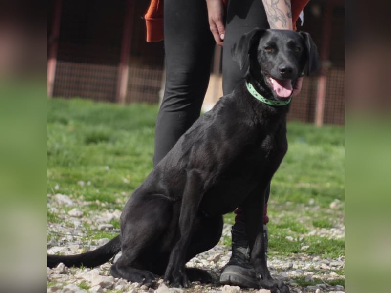 KYRA ca. 1 J. verspielte Vizsla-Labbimix-Mädchen sucht sportl. Familie