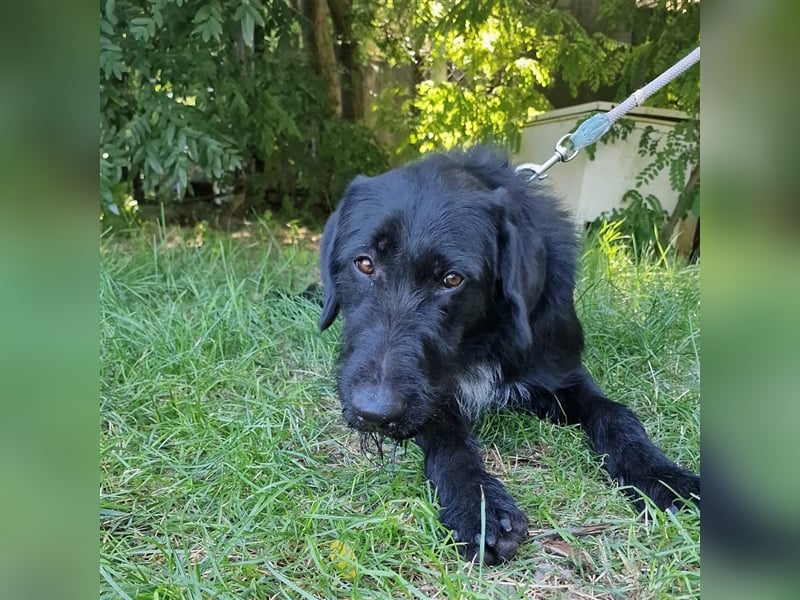 Betty wartet in 59510 Lippetal-Herzfeld