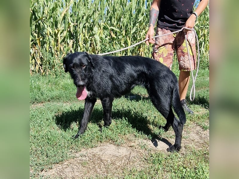 Betty wartet in 59510 Lippetal-Herzfeld
