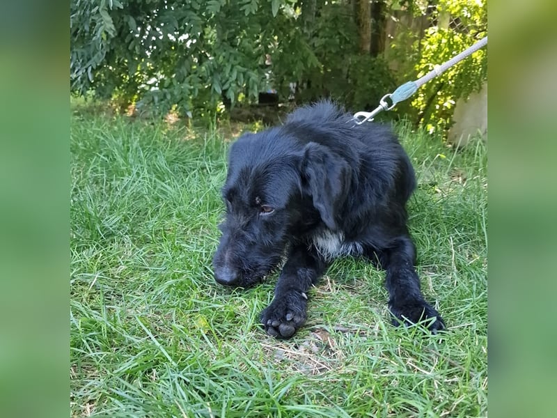 Betty wartet in 59510 Lippetal-Herzfeld