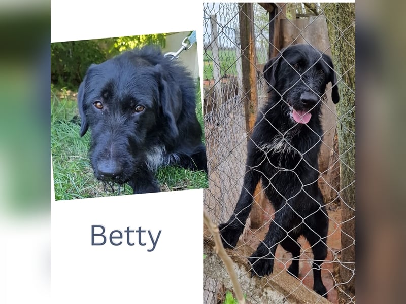 Betty wartet in 59510 Lippetal-Herzfeld
