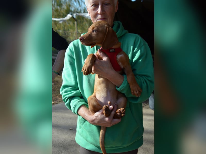 Goldschatz Lajkò sucht sein Revier