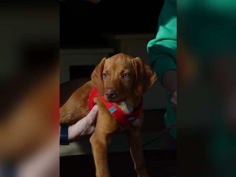 Goldschatz Lajkò sucht sein Revier