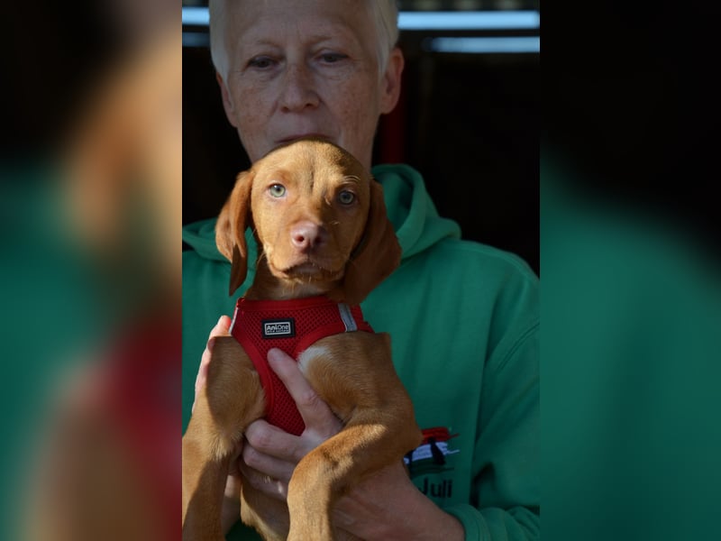 Goldschatz Lajkò sucht sein Revier