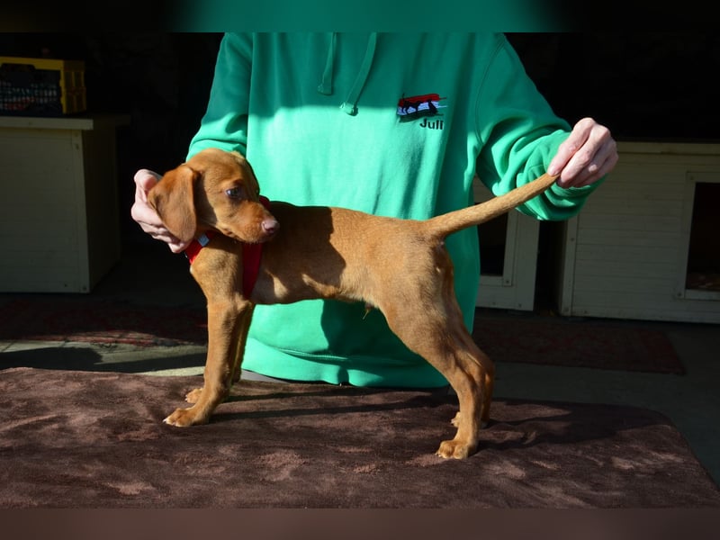 Goldschatz Lajkò sucht sein Revier