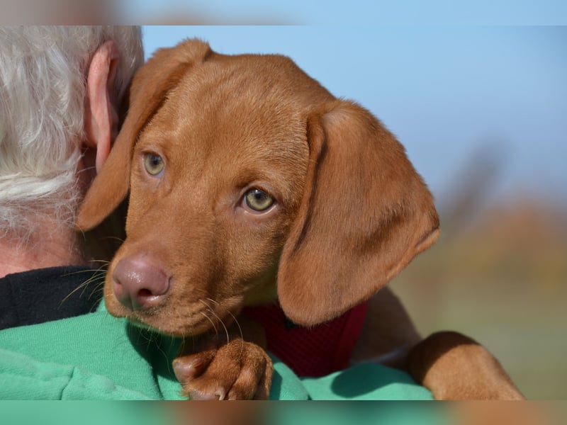 Goldschatz Lajkò sucht sein Revier
