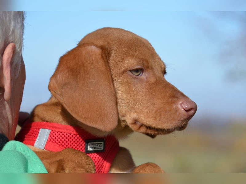 Goldschatz Lajkò sucht sein Revier