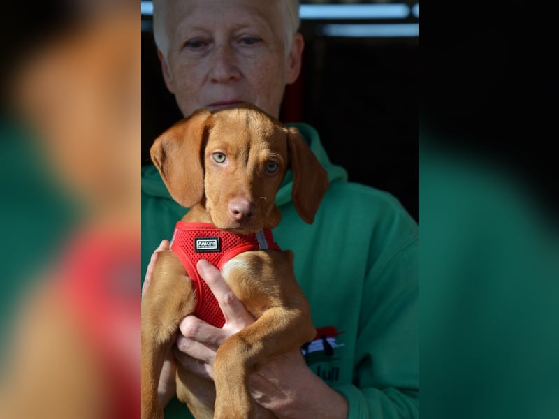 Goldschatz Lajkò sucht sein Revier