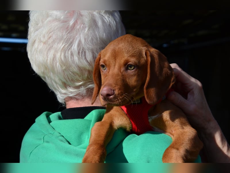 Goldschatz Lajkò sucht sein Revier