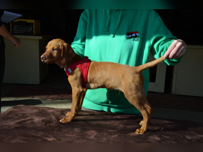 Goldschatz Lajkò sucht sein Revier