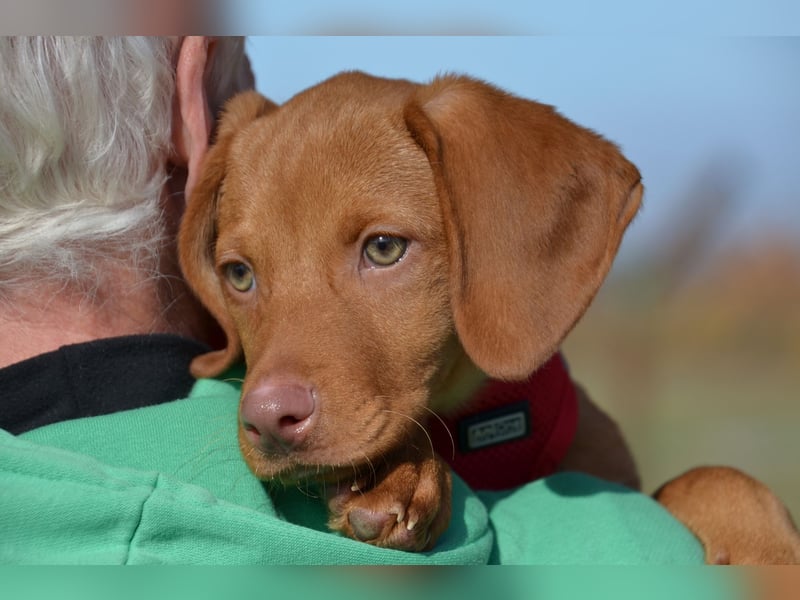 Goldschatz Lajkò sucht sein Revier