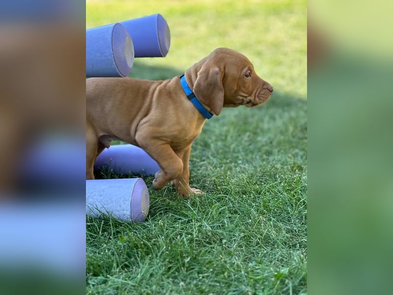 Mayar Vizsla Welpen