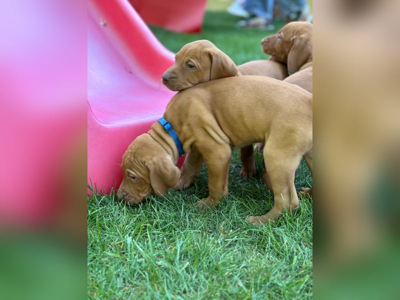 Mayar Vizsla Welpen
