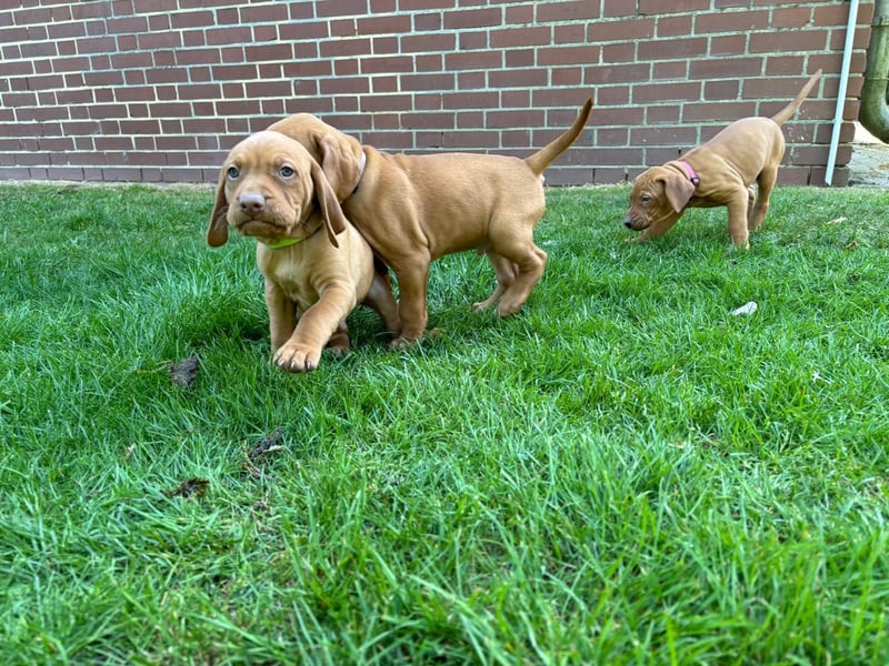 Mayar Vizsla Welpen