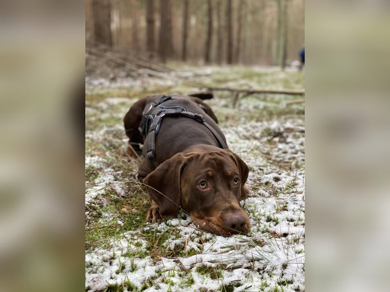 Vizsla-Labrador-Mix sucht neues Zuhause
