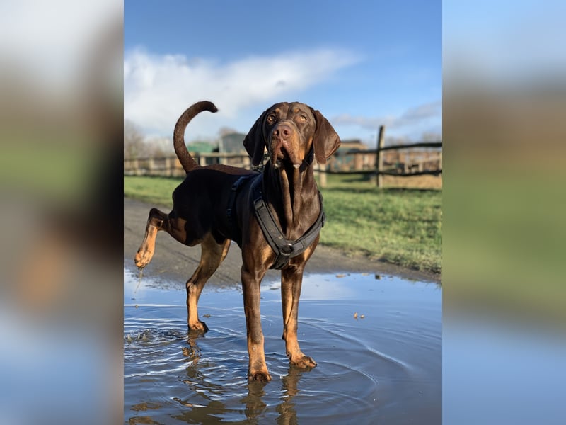 Vizsla-Labrador-Mix sucht neues Zuhause
