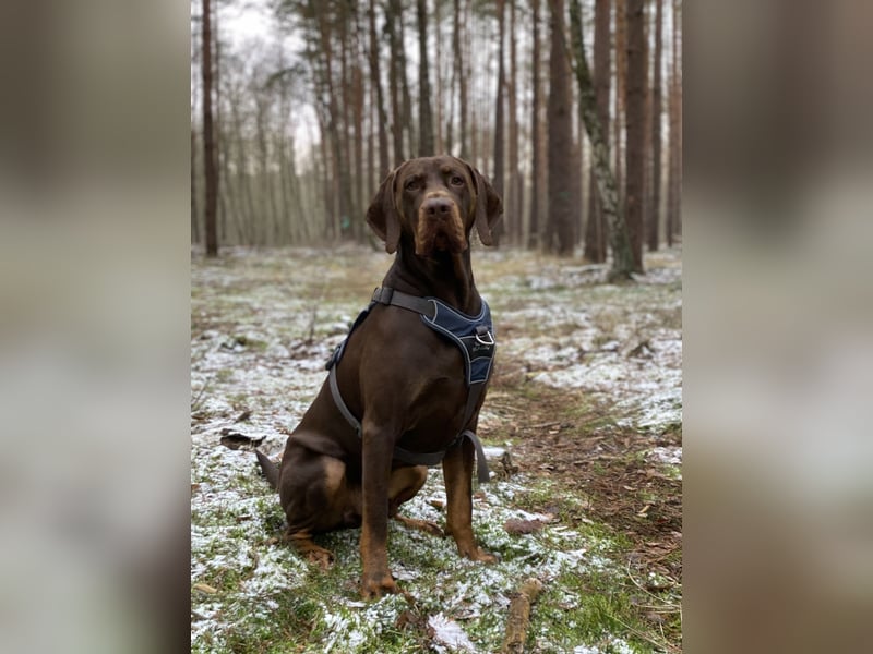 Vizsla-Labrador-Mix sucht neues Zuhause