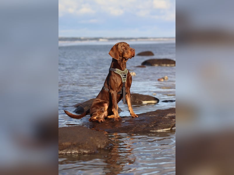 Vizsla-Labrador-Mix sucht neues Zuhause
