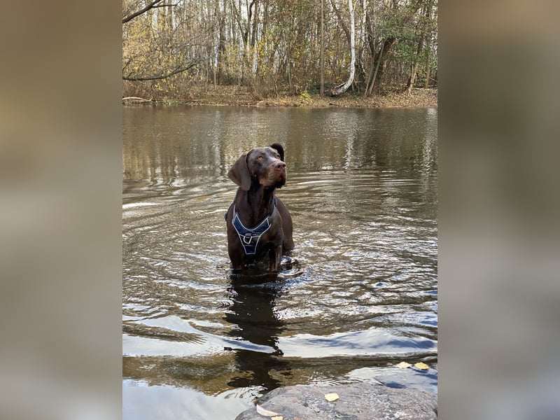 Vizsla-Labrador-Mix sucht neues Zuhause