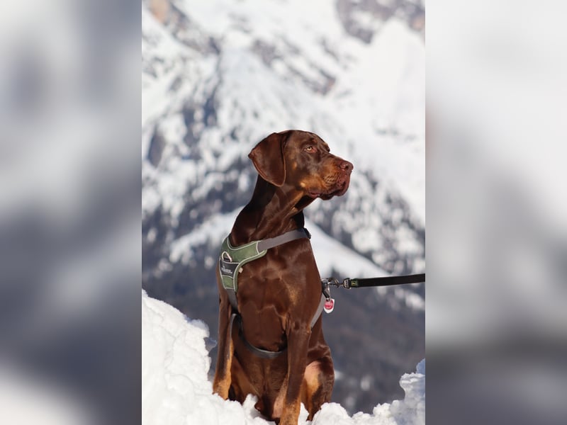 Vizsla-Labrador-Mix sucht neues Zuhause