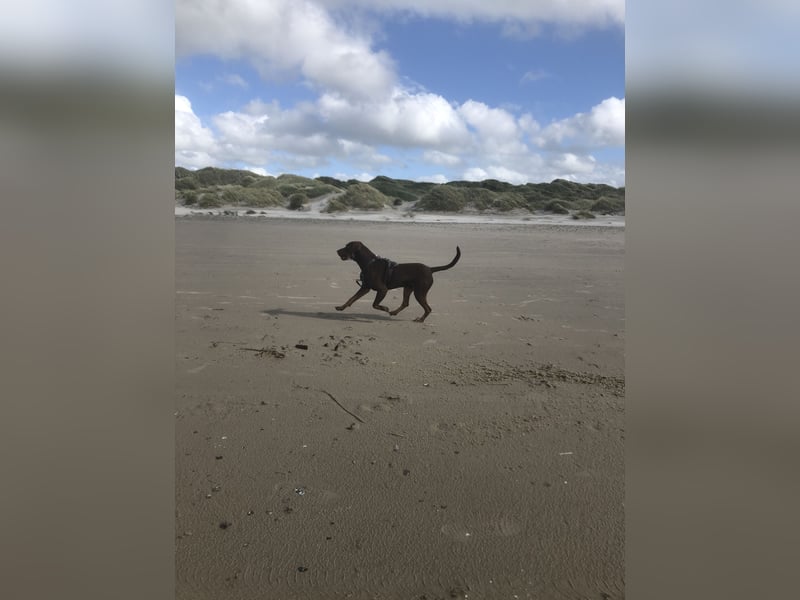 Vizsla-Labrador-Mix sucht neues Zuhause