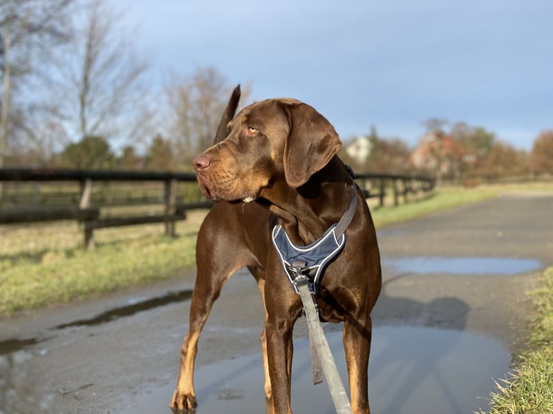 Vizsla-Labrador-Mix sucht neues Zuhause