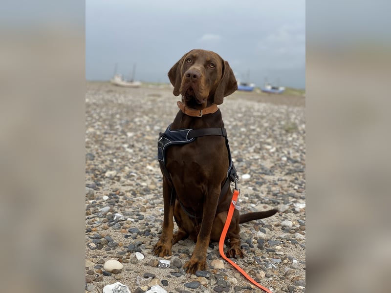 Vizsla-Labrador-Mix sucht neues Zuhause