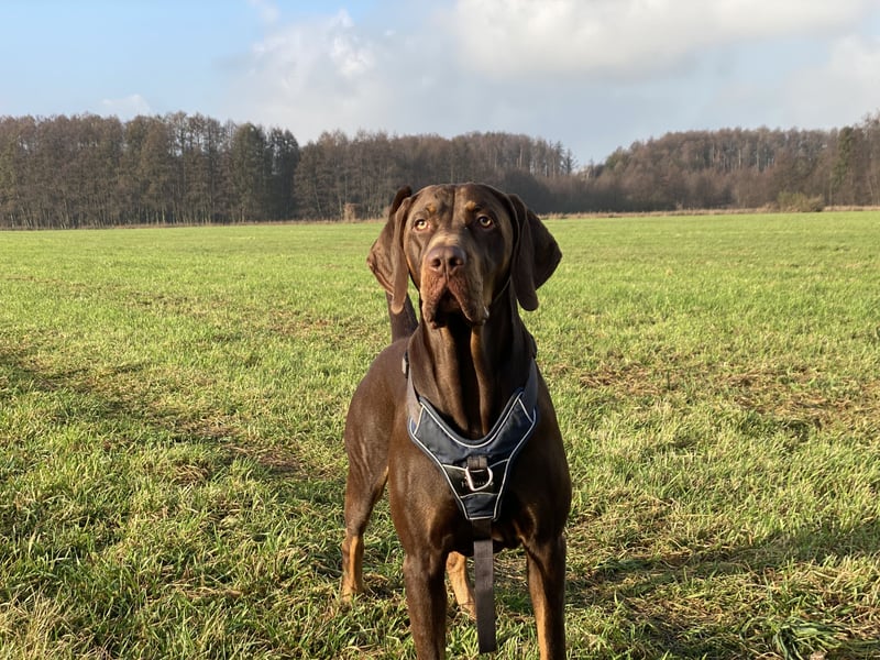 Vizsla-Labrador-Mix sucht neues Zuhause