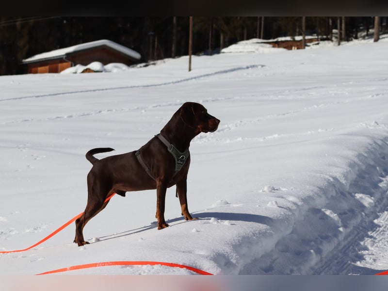 Vizsla-Labrador-Mix sucht neues Zuhause