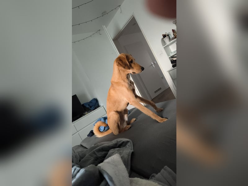 Eins Zuhause für Bobby