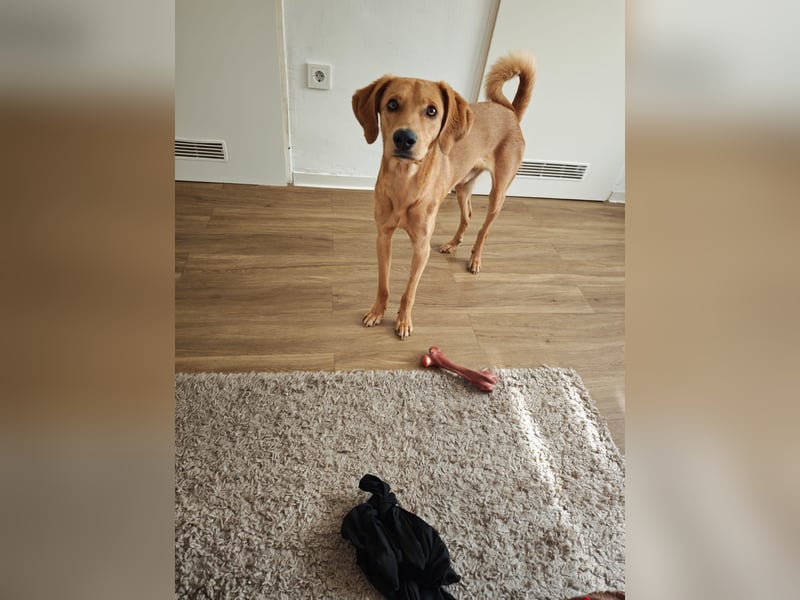 Eins Zuhause für Bobby