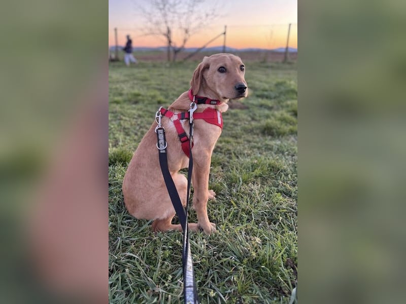 Charlotte sucht ein ruhiges Zuhause