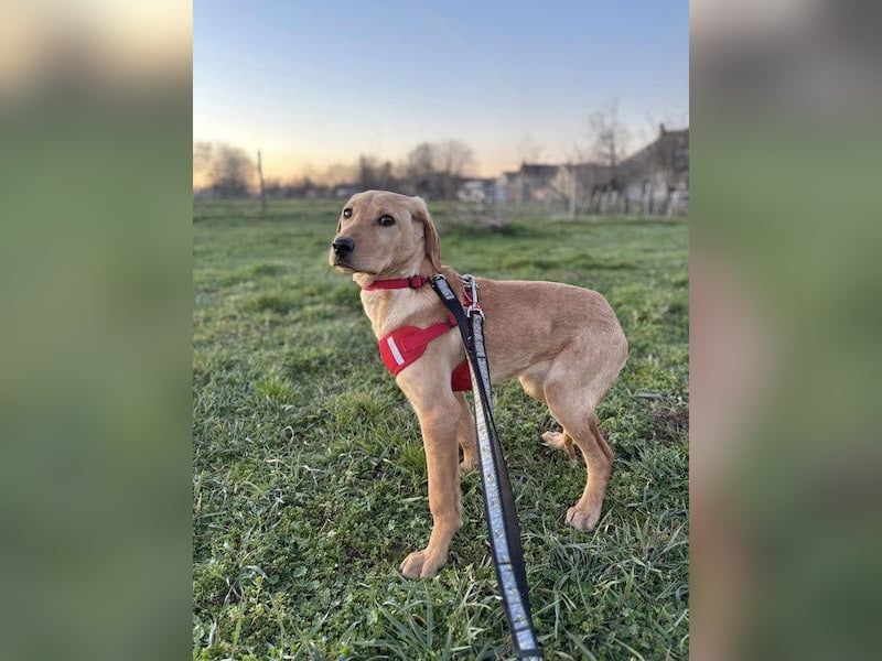 Charlotte sucht ein ruhiges Zuhause