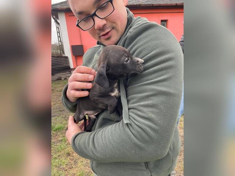 Louis, kleiner Welpe sucht…..