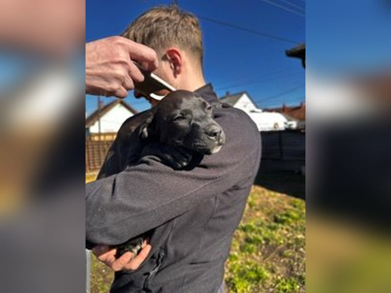 Lola, verspielt und voller Energie