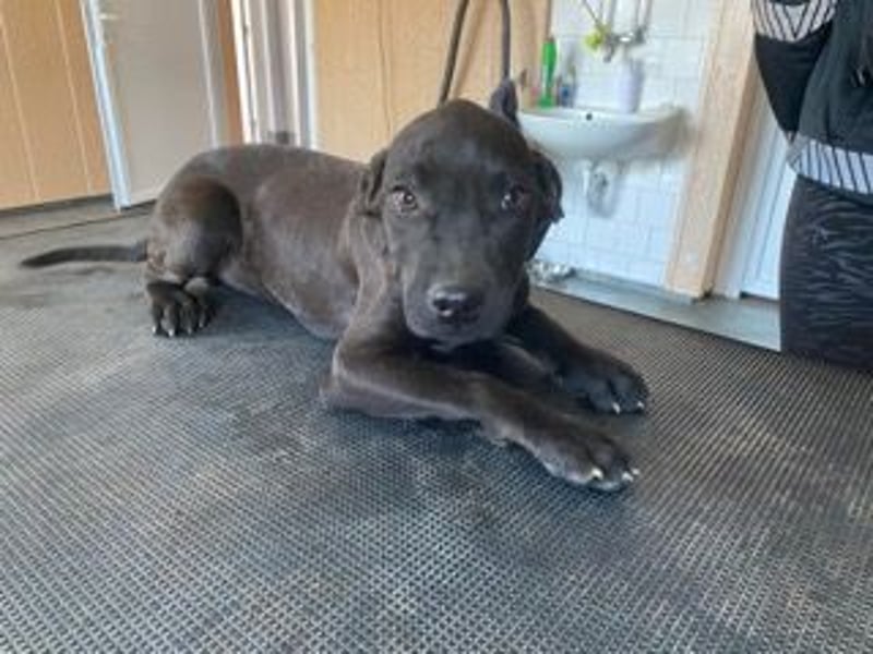 Lali, zauberhaft süß und verspielt