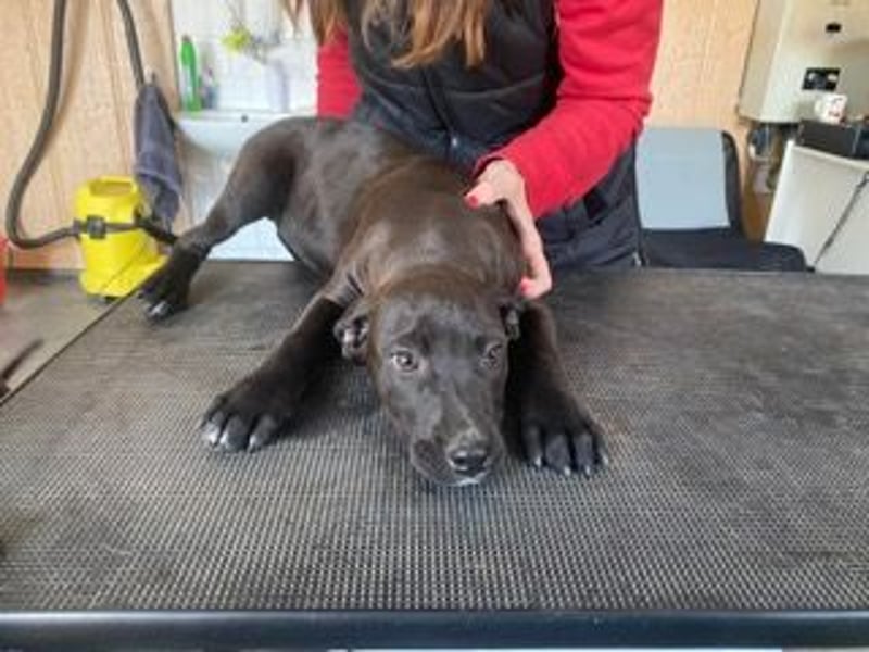 Lemi, sucht liebevolle Familie