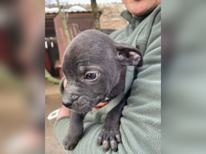 Loci sucht liebevolles Zuhause