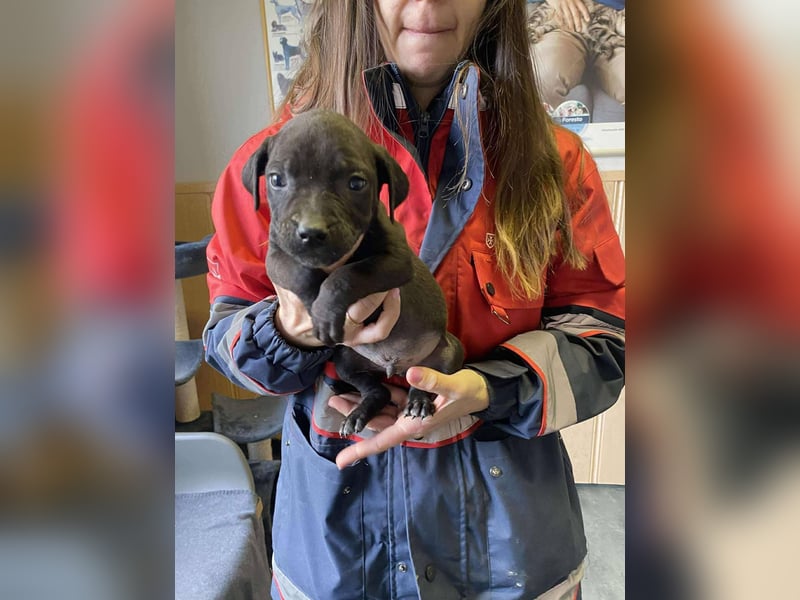 Lipot, einer von vielen Geschwisterchen