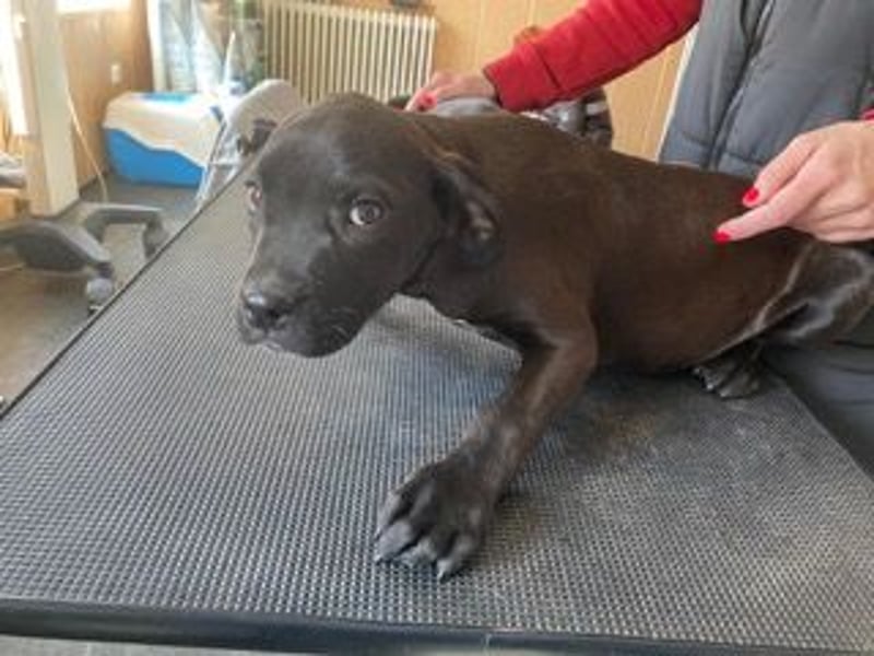 Loci sucht liebevolles Zuhause