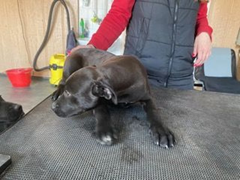 Lemi, sucht liebevolle Familie