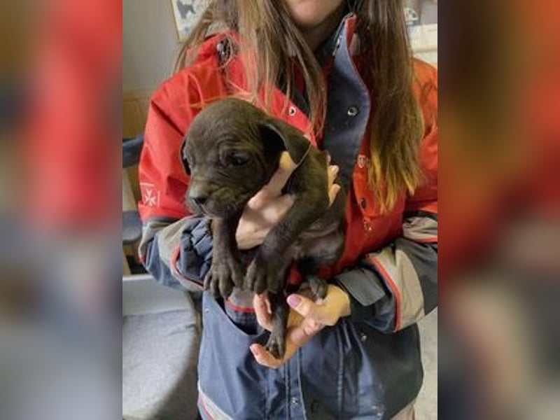 Loci sucht liebevolles Zuhause