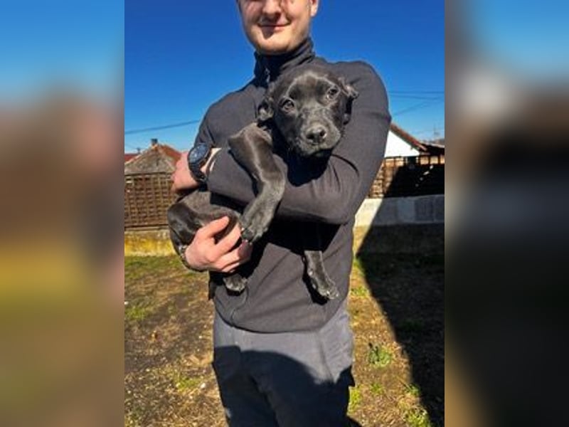 Loci sucht liebevolles Zuhause