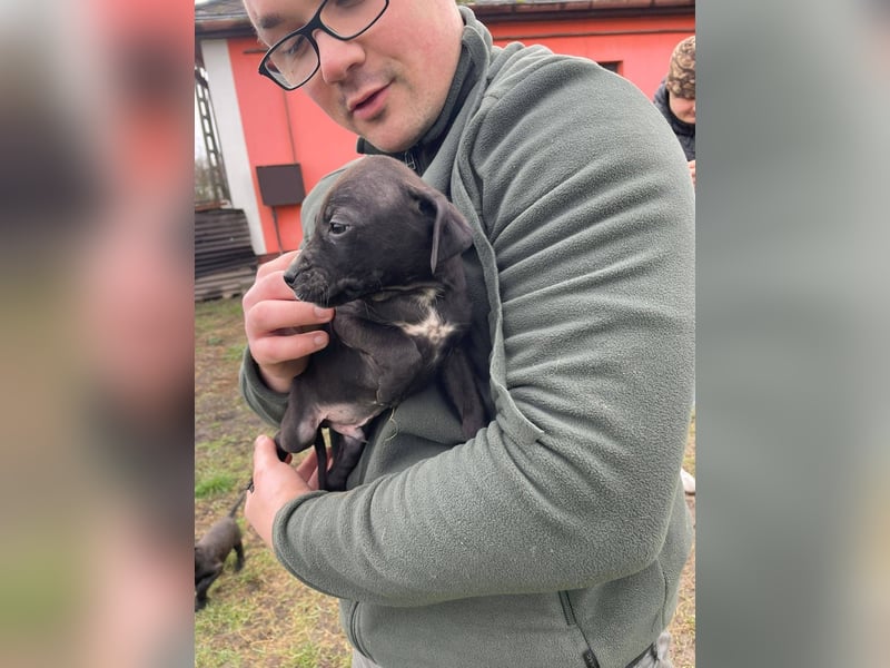 Louis, kleiner Welpe sucht…..