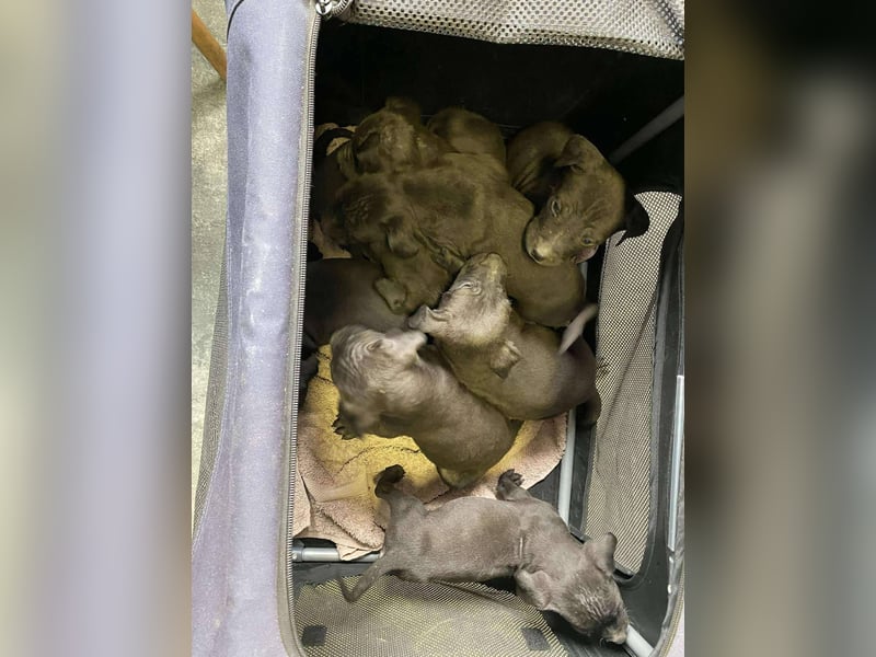 Lilom, süße Maus möchte das Hunde 1x1 lernen