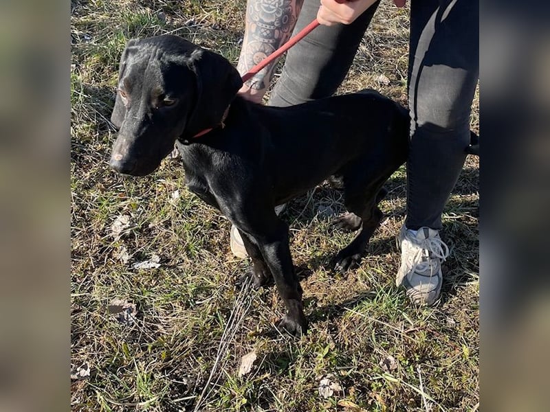 Borsod, Energiebündel sucht aktive Mensch