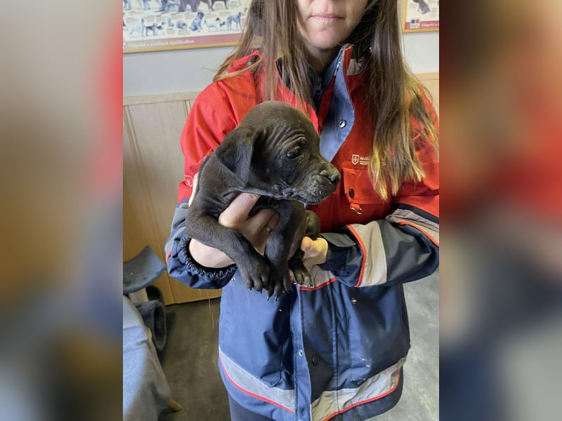 Lola, verspielt und voller Energie