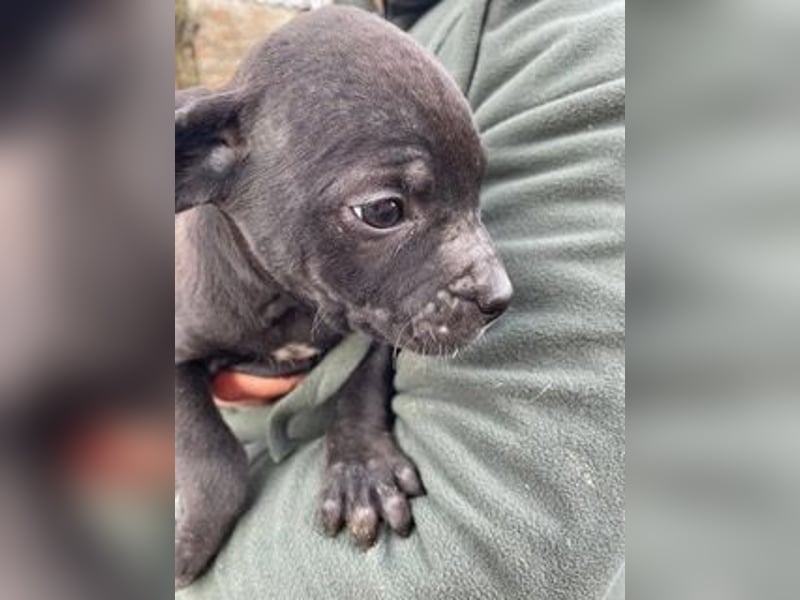 Loci sucht liebevolles Zuhause